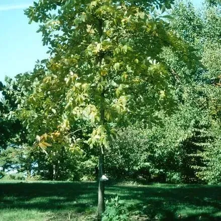 thumbnail for publication: Sassafras albidum: Sassafras